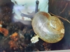 국립생태원, 멸종위기종 참달팽이 인공증식 성공