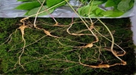 봉화 소백산에서 백년산 산삼 15뿌리 발견