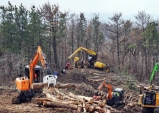 경북 소나무재선충, 전국피해 40% 압도적 차지