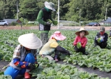 경북 북부 농어촌 전역 '계절근로자 의존' 심화