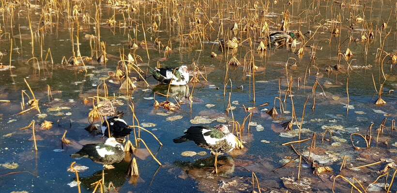 꾸미기_청동오리 2.jpg