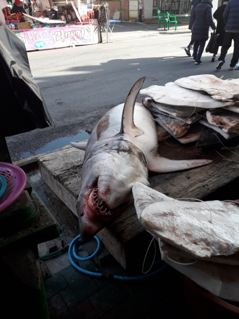 꾸미기_백상어 2.jpg