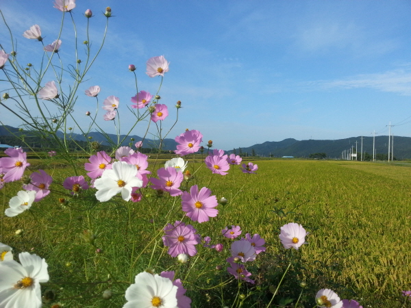 꾸미기_코스모스핀 가을 들녘 - 복사본.jpg