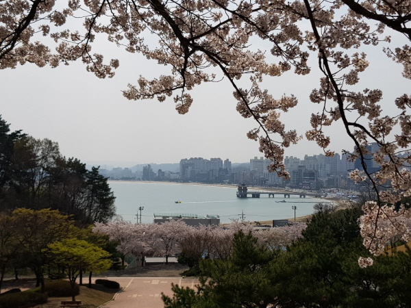 꾸미기_포항의 봄.jpg