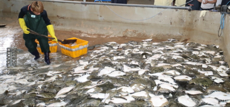 꾸미기_포항 양식넙치 떼죽음1.jpg