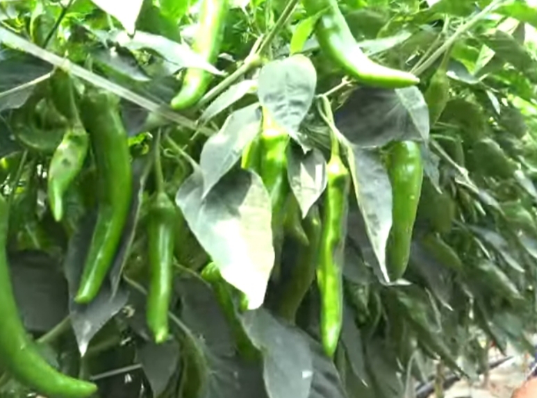 풋고추 사진.jpg