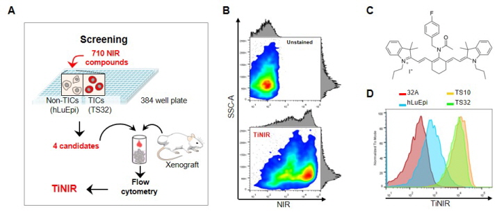 꾸미기_[그림1]폐암 종양근원세포를 추적하는 근적외선 프로브 개발.jpg