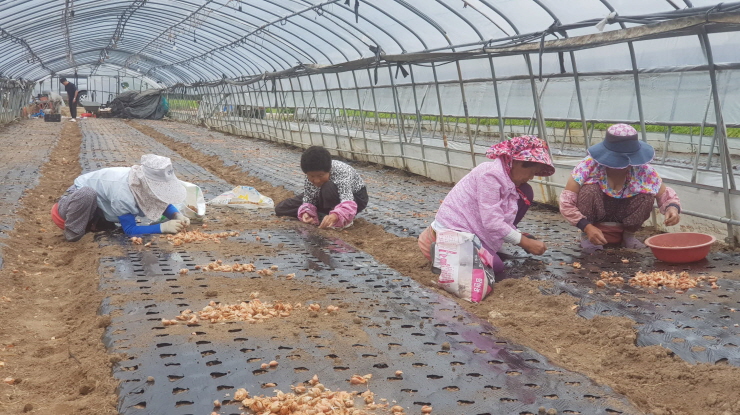 꾸미기_190917 과메기 쌈재료 포항 쪽파 파종... 겨울철 소득원 창출1.jpg