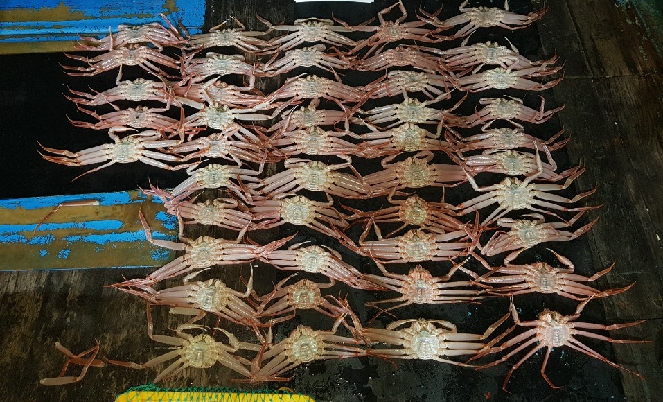 포획 금지 기간 중 포획한 대게.jpg