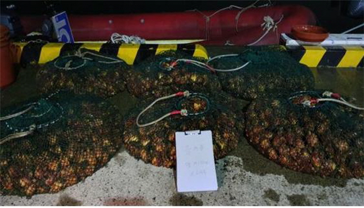 꾸미기_불법 포획한 수산물(멍게).jpg