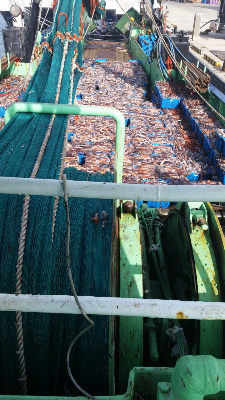 꾸미기_과거 다른 트롤어선이 공조조업으로 오징어 포획한 사진임(이 사건과는 무관함).jpg