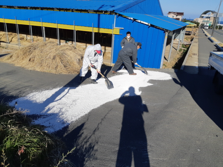 꾸미기_200120 포항시, 설 연휴 대비 가축전염병 특별방역에 나서(생석회 살포장면).jpg