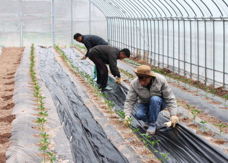 꾸미기_계절근로자 일터 (1).jpg