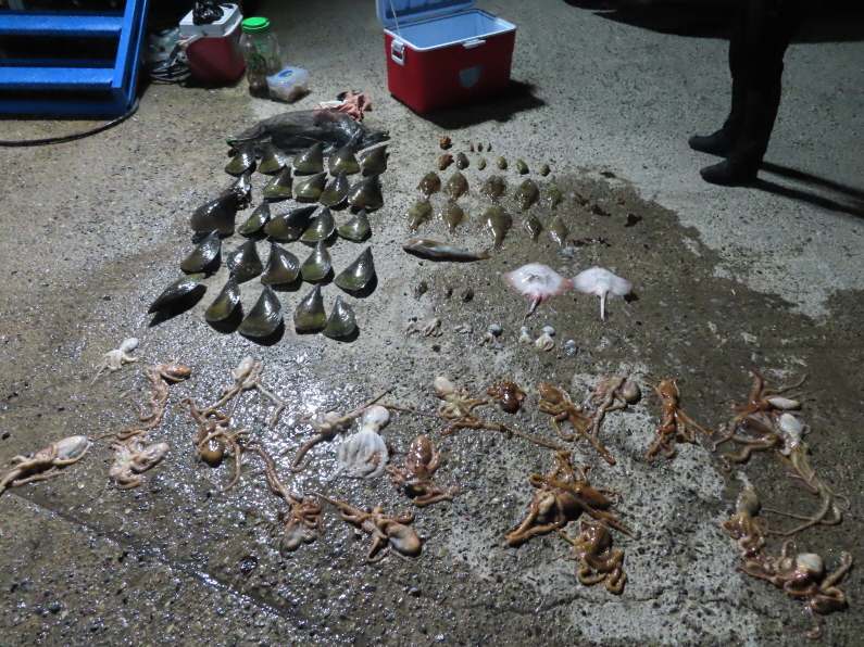 꾸미기_불법포획한 수산물 사진.JPG