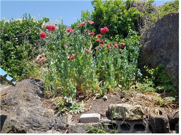 양귀비 사진1.jpg