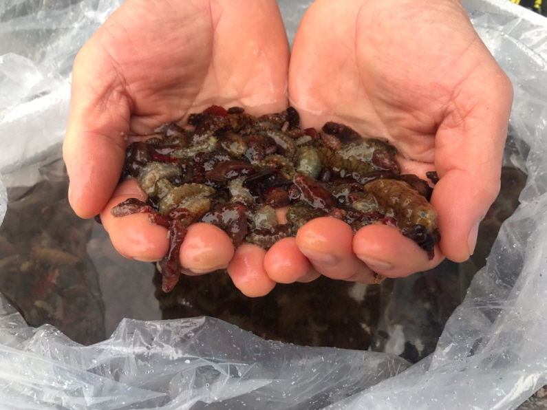 꾸미기_200601 포항시, 바다의 인삼 해삼종자 방류사업 실시2.jpg