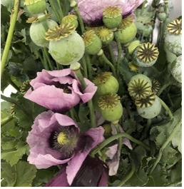 양귀비 사진2.jpg