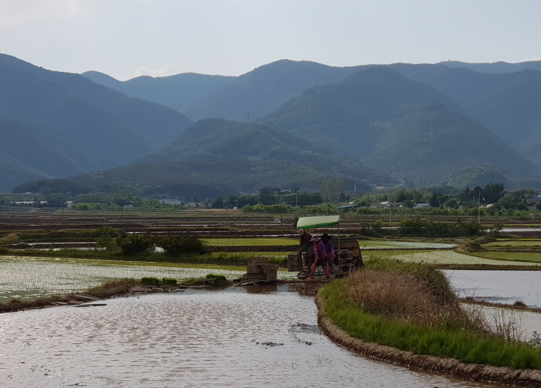 꾸미기_모내기 풍경.jpg