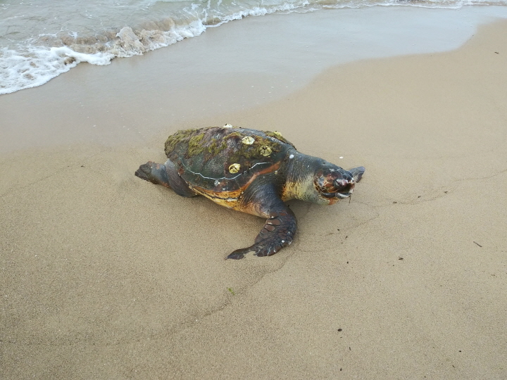 꾸미기_포항해경, 영일만 인근 해변 붉은바다거북 사체 발견 사진1.jpg
