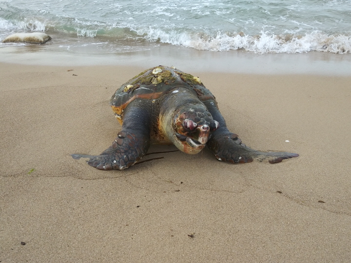 꾸미기_포항해경, 영일만 인근 해변 붉은바다거북 사체 발견 사진2.jpg