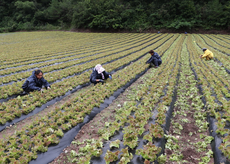 꾸미기_계절근로자 상추밭 현장 (4).jpg