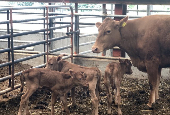 꾸미기_리안동시 북후면 신전리 임영균씨 농장에서 태어난  세쌍둥이 송아지 모습.jpg