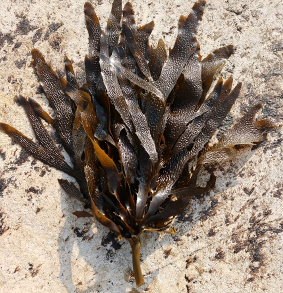 꾸미기_해조류 대황.jpg