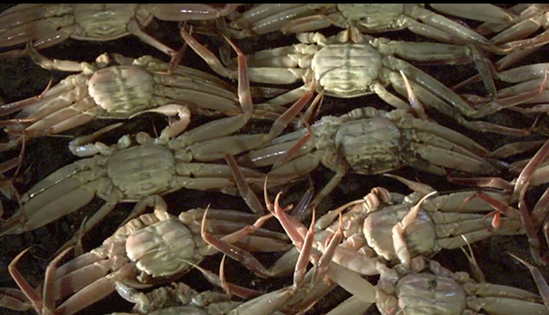 꾸미기_암컷대게사진(본사건과 무관) .jpg