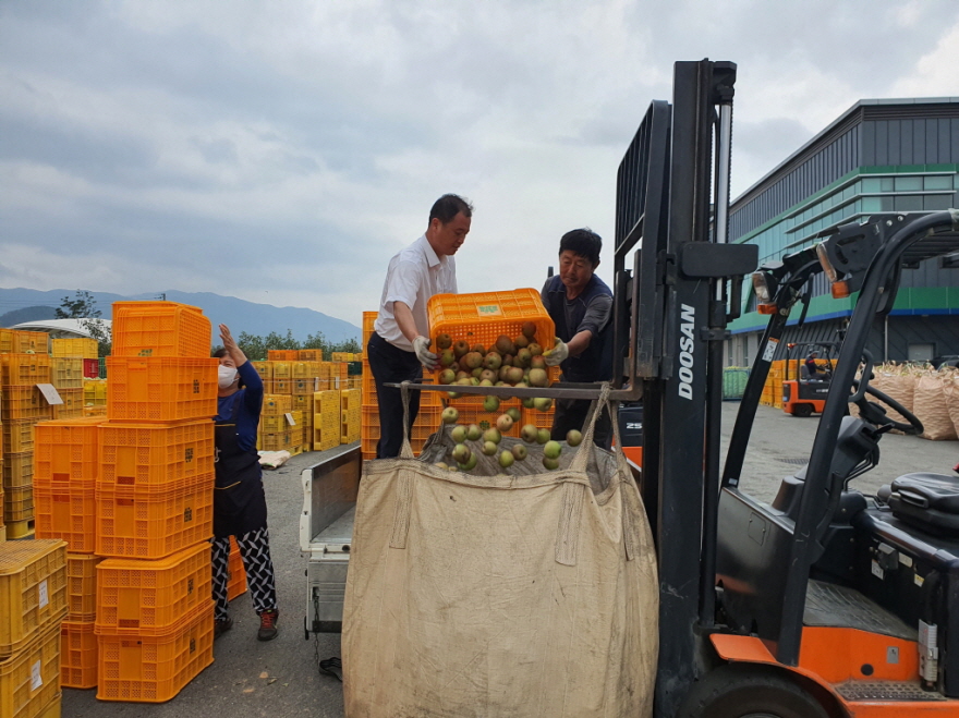 꾸미기_200914 포항시, 태풍피해 과수낙과 1,800톤 긴급수매1.jpg