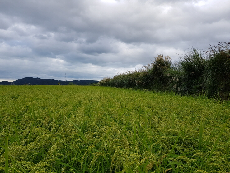 꾸미기_경북도 공공비축미 관련 사진.jpg