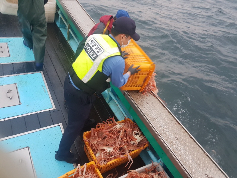 꾸미기_포항해경, 방류중인 불법포획 대게.jpg