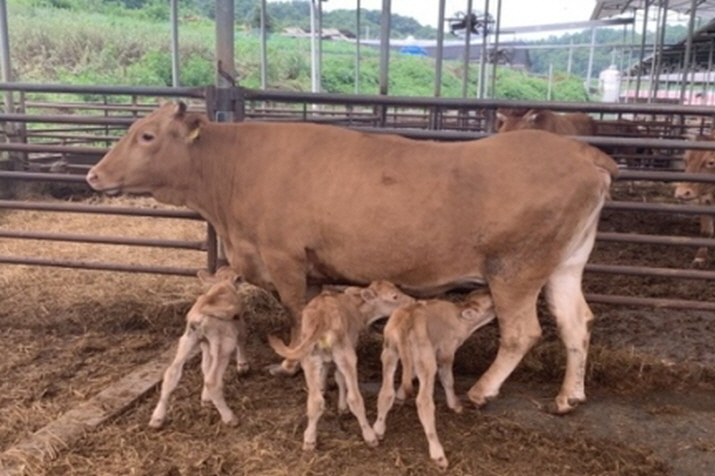 사진은 지난 2월4일 세쌍둥이 송아지를 출산한 예천군 용궁면 대은리 이성우씨 농장.jpg