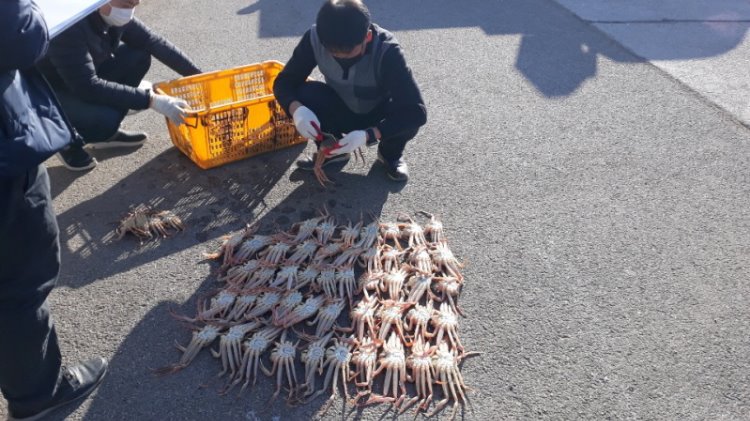 꾸미기_사진자료3(2021.1.22)영덕군이 어린대게 및 대게암컷 불법포획 어선을 적발했다2.jpg