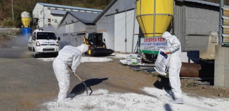 꾸미기_포항시 조류 인플루엔자 차단 방역 모습.jpg