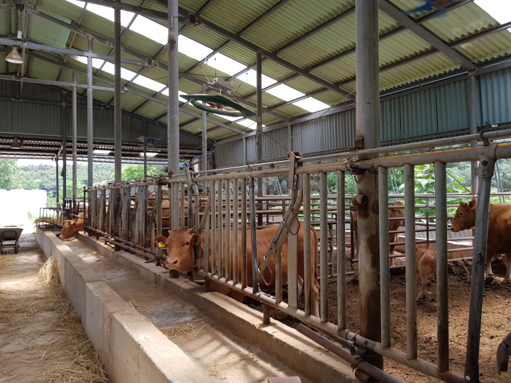 꾸미기_한우사육 축사 모습.jpg