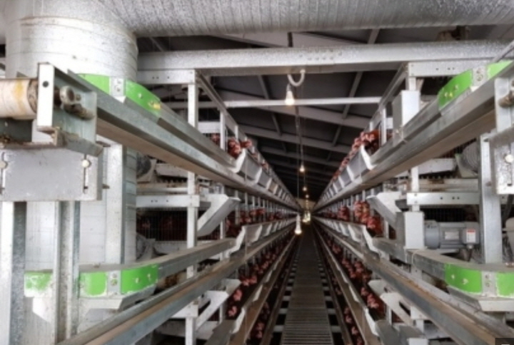 꾸미기_시설현대화가 이뤄진 양계장의 모습.jpg