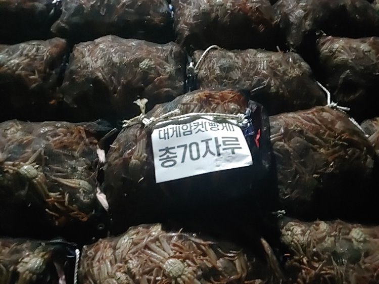 꾸미기_포항해경_ 대게암컷 판매 일당 검거 2.jpg