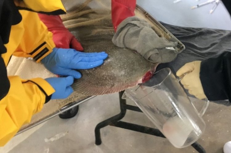 꾸미기_줄가자미 채란 모습(경북도 제공).jpg