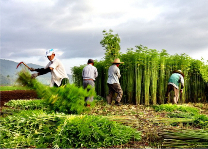 꾸미기_대마 수확현장.jpg