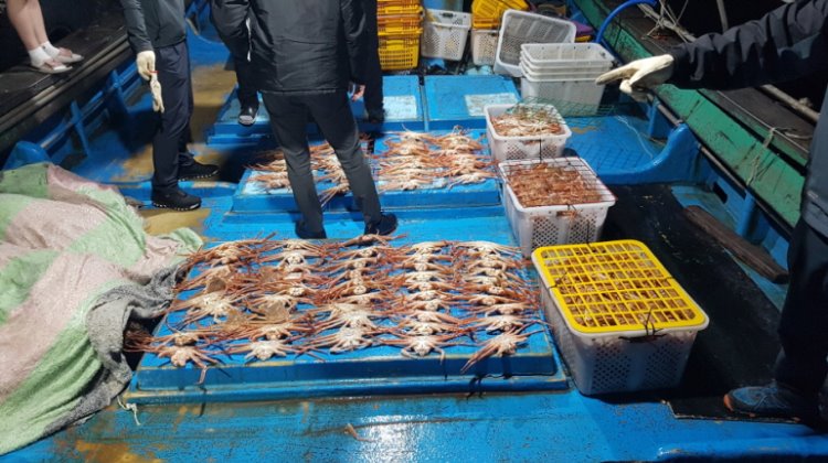 꾸미기_210511 포항시, 암컷대게(빵게) 및 어린대게 1천여마리 불법 포획어선 검거1.jpg