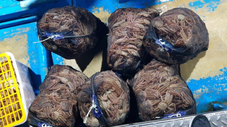 꾸미기_210511 포항시, 암컷대게(빵게) 및 어린대게 1천여마리 불법 포획어선 검거2.jpg