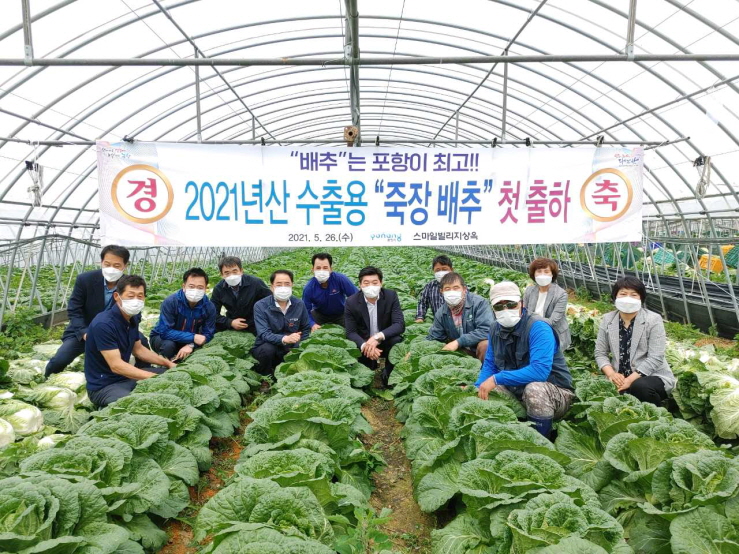 꾸미기_210526 청정 죽장에서 재배되는 포항 수출용‘봄 배추’생산 본격 출하!.jpg