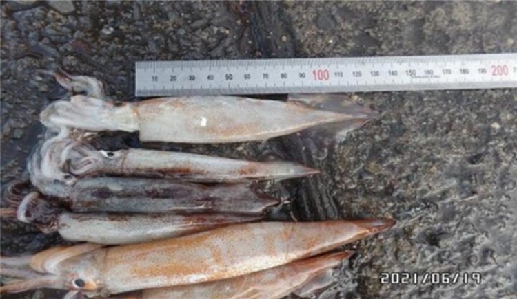 꾸미기_총알오징어 2.jpg