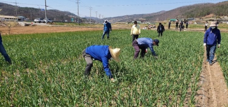 꾸미기_의성 마늘밭 모습.jpg