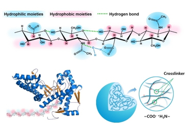 꾸미기_포항공대 골관절염 주사제 모식도.jpg