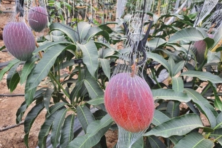 꾸미기_애플망고 모습.jpg