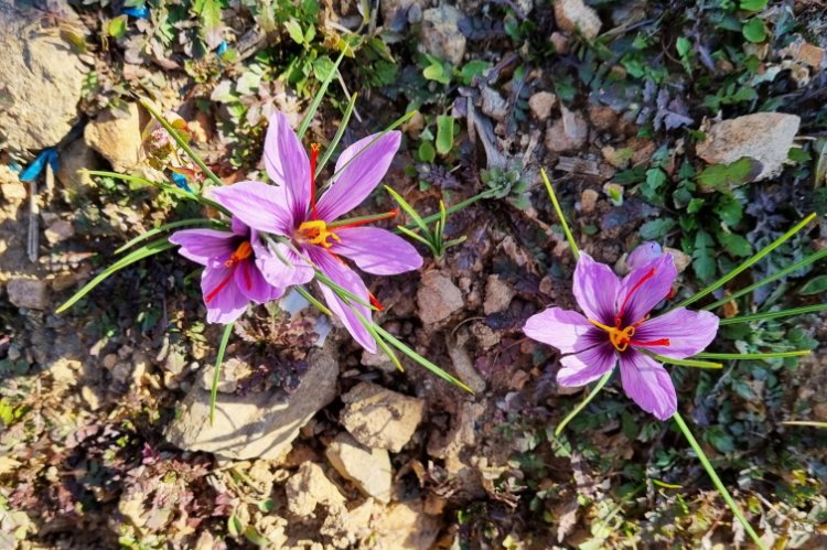 [꾸미기]211203보도자료(청송군, 금보다 비싼 향신료 ‘사프란’ 노지재배 성공) (2).jpg