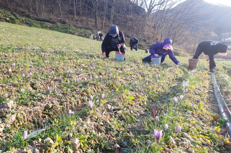 [꾸미기]211203보도자료(청송군, 금보다 비싼 향신료 ‘사프란’ 노지재배 성공) (1).jpg
