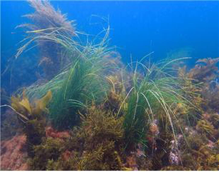 [꾸미기]211230 포항시 호미곶 주변해역 게바다말 및 새우말 서식지, 해양보호구역 지정 3.jpg