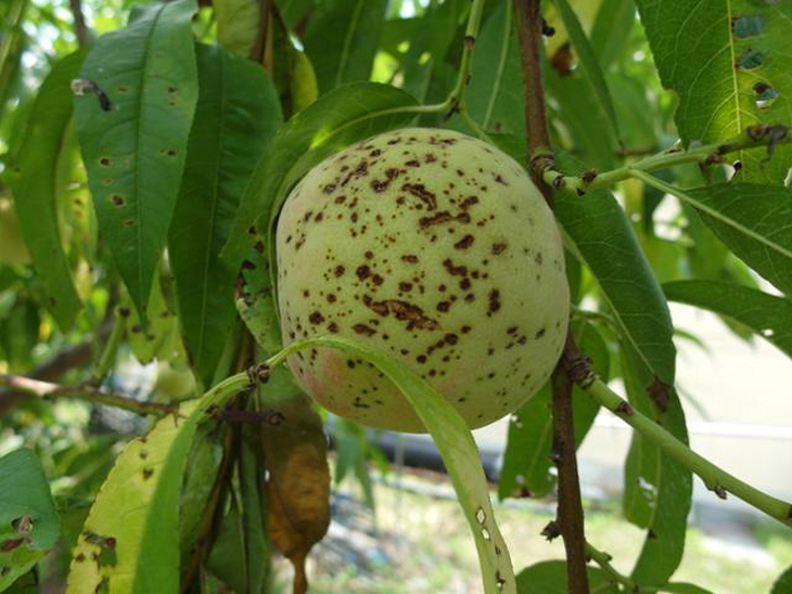 [꾸미기]복숭아 세균구멍병.jpg